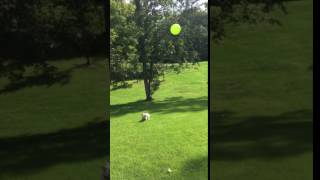 animale un caine haios vs balon