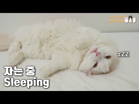 Have you ever Seen a Cat Sleeping With Eyes Open?