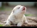 Cute Puppies Howling Compilation 2016 [Cuteness Overload]