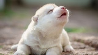 Cute Puppies Howling Compilation 2016 Cuteness Ove