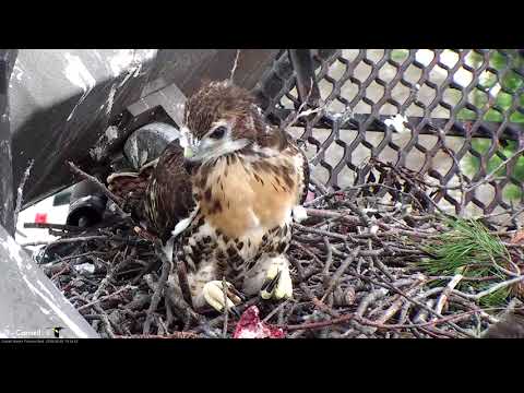 H1 Looking Good In Corner Of Cornell Hawks Nest – June 1, 2018