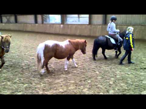 Filmpje Daisy en Zorro