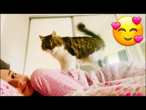 Definitely Gonna Get a Cat - Cute Cats Showing Love To Their Owners || PETASTIC 🐾
