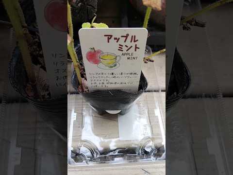 家庭で水生文化をうまく育てる方法