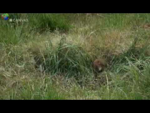 Hermelij-vs-konijn.flv.wmv