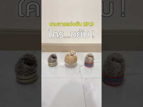ตอนกลางคืน = ปาร์ตี้เม่นแคระ #เม่นแคระ #pets #สัตว์เลี้ยง #animals #hedgehog #petlover