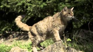 preview picture of video 'Wildkatze im Wildpark Bad Mergentheim'