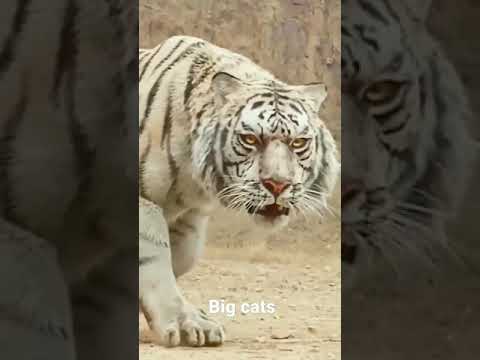 big cats attitude ❤️ #lion #tiger #cat #attitude #king
