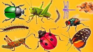 Learn Sounds of Insects | Insects & Bugs Sound | Cricket, Grasshopper, Katydid, Mosquito, Housefly