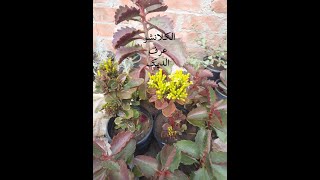 نبات عرف الديك تحميل اغاني مجانا