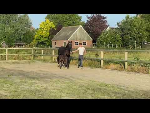 Vitalis x Sandro Hit x Donnerhall