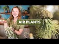 Air Plants Tillandsia 101 Care Tips Fun Facts