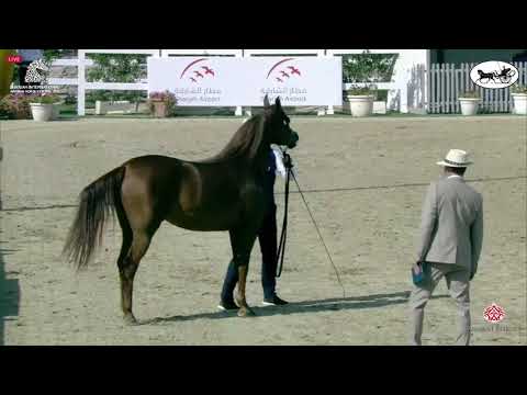 N 102 FOLA AL REMAS   Sharjah International Arabian Horse Festival 2021   Mares 4 6 Years Old Class