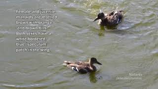 Mallards