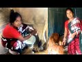 Cow Milking By Hand