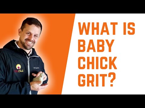 What is baby chick grit? And do my baby chicks need it?