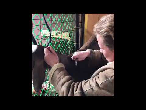 глисты коза. лекарство от глистов для телят. козлята на лугу. глисты коза. лекарство от глистов для коз.