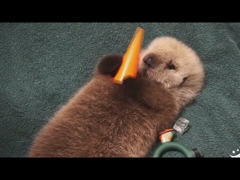 孤児となったラッコの赤ちゃんがバンクーバーへ (Orphaned baby sea otter heads for Vancouver)