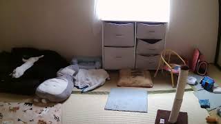 フミくん定点カメラ