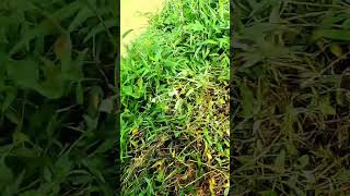 Download lagu keliatan seger banget ini rumput nya #sobatngarit mp3