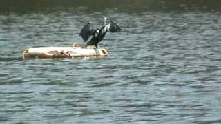 preview picture of video 'Black Cormorant bird drying its wings'