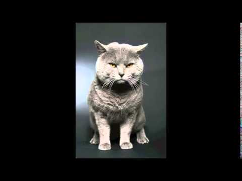 PRYAPISME Rococo Holocaust 05 - Darkness lobotomy insurrection