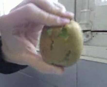 comment soigner un kiwi