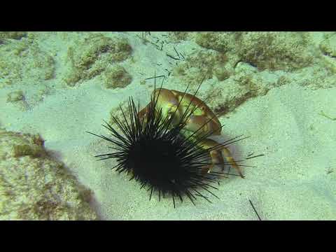 Epic Urchin vs Crab Battle