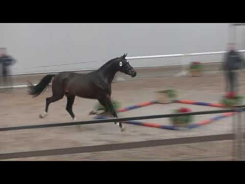 Rock for my Heart (Rock for Me x De Niro)@stallion 2015