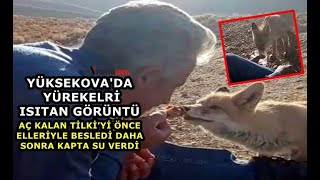Yüksekova'da Yürekleri Isıtan Görüntü: Aç Kalan Tilkiyi Elleriyle Besleyip Daha Sonra Kapta Su Verdi