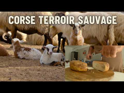 SAVEURS CORSES : Brebis, Veau bio, safran et huîtres