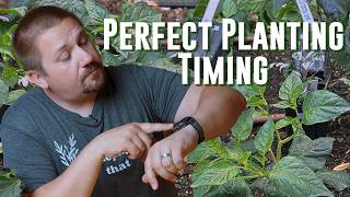 Top Secrets to Perfect Planting Timing for Huge Summer Veggies!