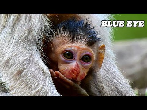 BOTH BIG - BOTH BLUE !! BAISIL GOT BLUE EYES AFTER FALL FROM HIGH