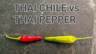 Thai Pepper vs Thai Chili vs Thai Chile vs Thai Chili