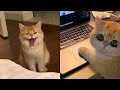 Funny Moments of Cats | Funny Video Compilation - Fails Of The Week #17