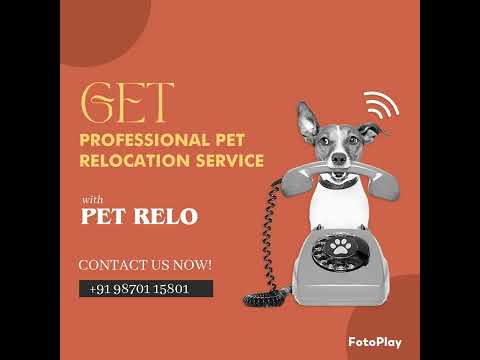 Pet Relocation by Air