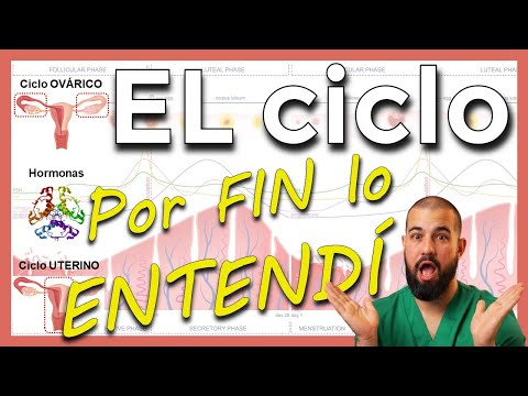 Ciclo OVÁRICO, Ciclo UTERINO y todas las HORMONAS. Explicado FÁCIL y con esquemas
