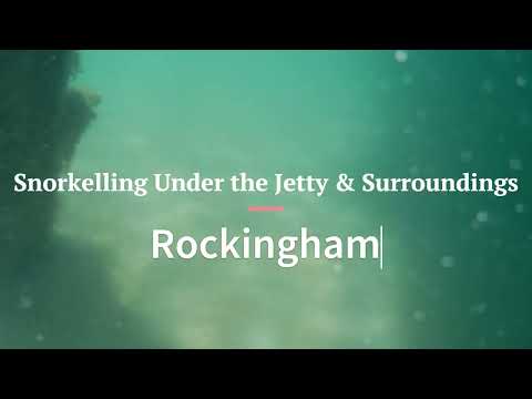 Snorkeling Under the Jetty Rockingham