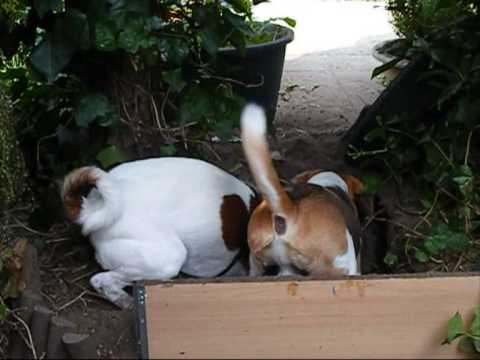 Er zit een gat in de aarde, beagle Jimi en boerenfox Kyra