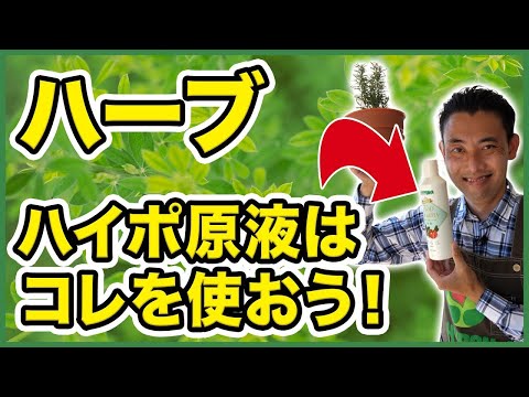 園芸 ブルー ジェネピ、マレ ジェネピ、ブラック ジェネピ、トゥルー ジェネピ