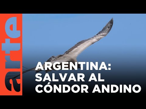Argentina: Saving the Andean Condor | ARTE.tv Documentaries