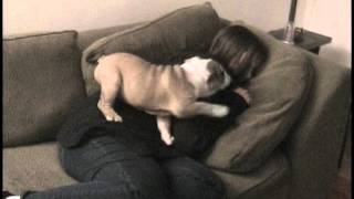 Puppy bulldog Rufus wakes Sarah