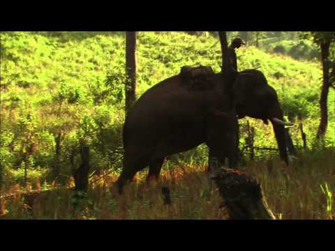 Mobile veterinary clinics for elephants in Laos