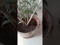 Kaner Plant Care ️ Oleander Plant Care