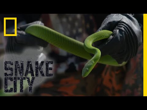 Green Mamba Under a Car | Snake City