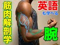 マッチョに描く筋肉解剖学 腕編