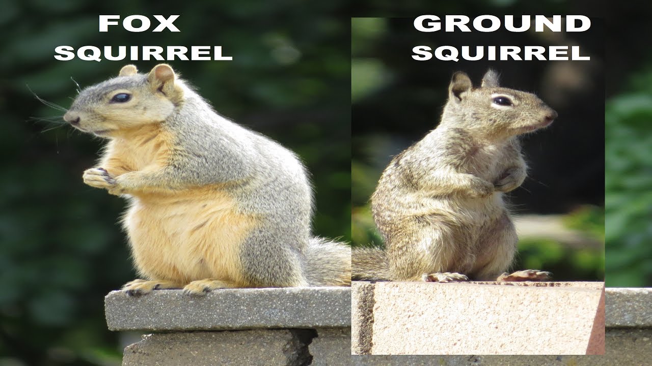 Fox Squirrel vs Ground Squirrel Identification - Squirrel Facts ~ Squirrel Species ~ Nature Shared
