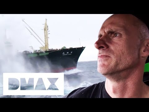 Ady Gil Successfully Disables Whaling Factory Ship | Whale Wars
