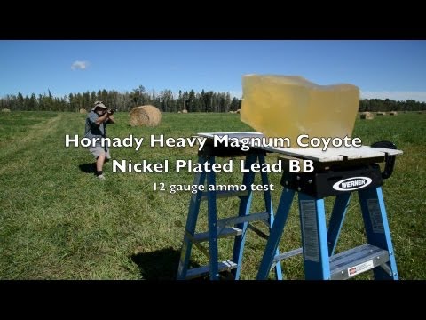 Ammo Test! 12 Gauge BB - Hornady 3" Heavy Magnum