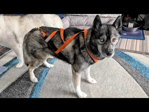Testing out Our Dogs New Dog Sled Harness BEFORE the Cold hits!